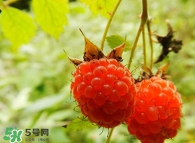 刺泡的功效和作用,刺泡的药用价值及功效 刺泡的功效和作用,刺泡的药用价值及功效