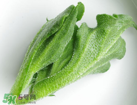 冰菜花怎么吃,冰花菜的做法大全 冰菜花怎么吃,冰花菜的做法大全