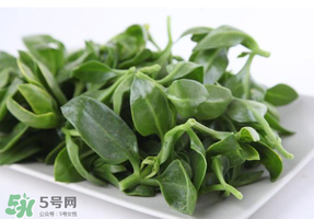 穿心莲是什么植物,穿心莲植物图片