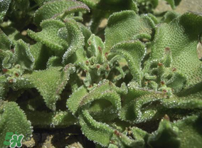 冰菜是什么菜图片,冰菜怎么做好吃