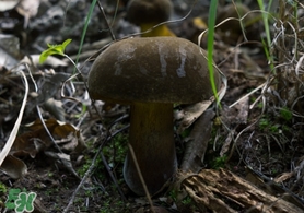 美味牛肝菌多少钱一斤,牛肝菌价格一斤多少钱