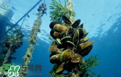 青口贝怎么处理干净,青口贝如何处理 青口贝怎么处理干净,青口贝如何处理