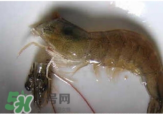 油焖大虾怎么清洗干净,油焖大虾怎么清洗视频