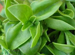 穿心莲和田七的区别图,穿心莲和田七的区别