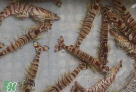 虾爬子保存方法,鲜虾爬子怎么保存