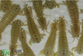 虾爬子可以放冰箱冷冻吗,虾爬子可以放冰箱吗 虾爬子可以放冰箱冷冻吗,虾爬子可以放冰箱吗