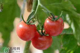 西红柿的搭配禁忌,西红柿最佳搭配和禁忌