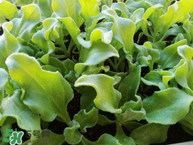 冰菜的生长环境,冰菜生长过程