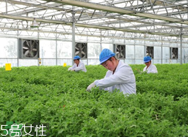 苹果酸的好处,苹果酸的作用