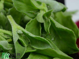 冰草的价格大概多少,冰草的图片和价格 冰草的价格大概多少,冰草的图片和价格