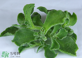 冰草保存方法,食用冰草的注意事项