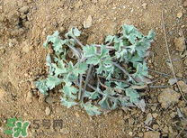 吃白蒿的禁忌,白蒿的功效和作用禁忌