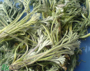 白蒿能治黄疸吗,白蒿可以治疗黄疸吗