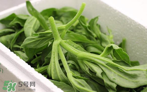 冰菜什么人不适宜吃,冰菜好吃吗