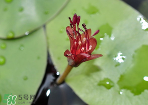 莼菜能放多久,莼菜的保质期是多久 莼菜能放多久,莼菜的保质期是多久