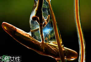 莼菜什么时候采摘,莼菜长在哪里