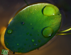 莼菜的吃法和做法,莼菜是什么菜