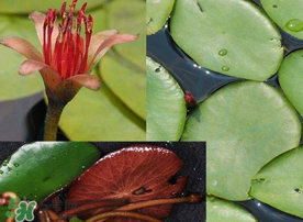 莼菜的形态特征,莼菜的生长环境和植物特点 莼菜的形态特征,莼菜的生长环境和植物特点