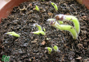 土豆的生长特性,土豆的生长条件