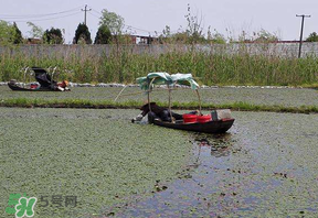 莼菜的做法大全家常,莼菜的做法大全集
