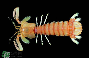 皮皮虾公母有啥区别,公皮皮虾和母皮皮虾的区别