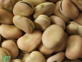 蚕豆怎么保存不长虫,蚕豆怎么保存不长虫子