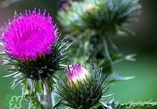 刺菜煮鸡蛋的功效,鸡蛋炒儿菜的做法大全