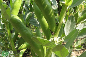 吃蚕豆的禁忌人群,吃蚕豆的禁忌