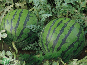 西瓜什么时候播种子啊,西瓜什么时候播种什么时候成熟 西瓜什么时候播种子啊,西瓜什么时候播种什么时候成熟