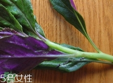 红背菜孕妇可以吃吗,紫背菜孕妇可以吃吗