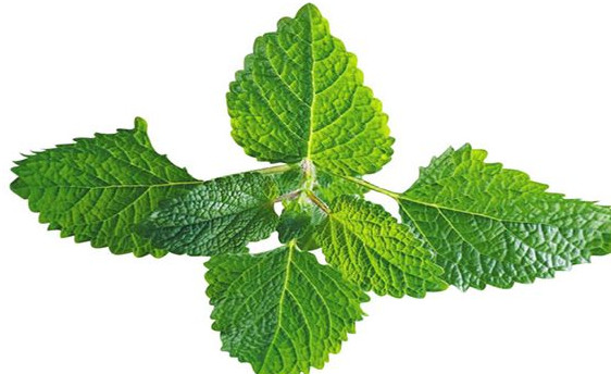 薄荷叶的吃法和用途,薄荷叶的吃法禁忌