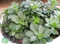 养心菜的功效和作用及食用方法,救心菜的功效和作用