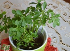 凉拌救心菜的做法,菜心怎么凉拌 凉拌救心菜的做法,菜心怎么凉拌