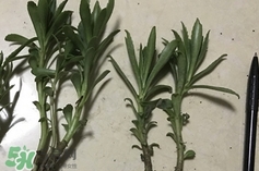 救心菜是什么菜,救心菜是什么样的