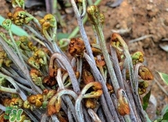 蕨菜干的功效和作用,蕨菜干的功效和作用及食用方法