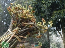 蕨菜炒肉丝的做法大全,蕨菜炒肉家常做法