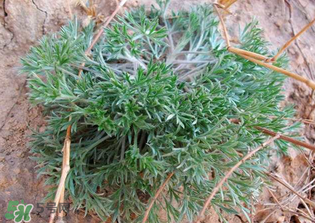 吃白蒿的禁忌,白蒿的功效和作用禁忌 吃白蒿的禁忌,白蒿的功效和作用禁忌