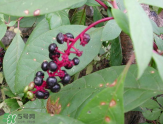 商陆可以吃吗,商陆可以吃吗?一