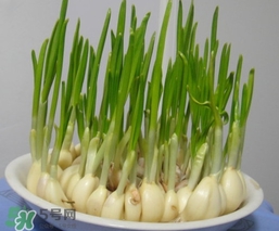 蒜苗是酸性还是碱性食物,蒜苗是酸性还是碱性