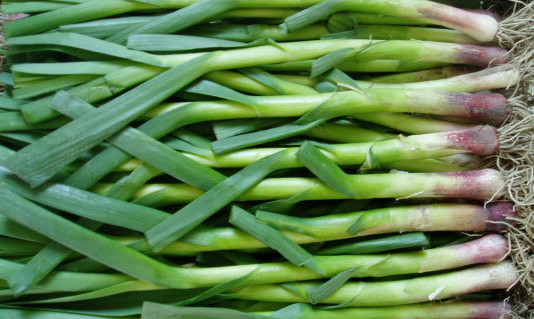 在家怎么种蒜苗,自己种蒜苗的方法,家里怎么栽蒜苗