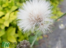 蒲公英红枣泡水的功效和作用,蒲公英红枣泡水的功效和禁忌