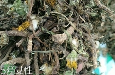 干蒲公英泡水喝的功效和禁忌,干蒲公英泡水喝的功效