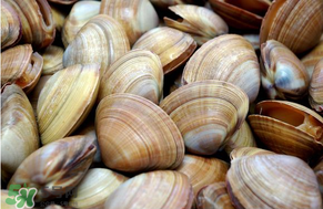 花甲的家常做法怎么做才好吃,花甲的做法家常做法