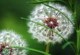 蒲公英泡水喝的功效和禁忌,蒲公英泡水喝的功效和作用