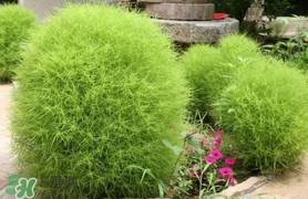 扫帚菜做法,扫帚菜做法大全 扫帚菜做法,扫帚菜做法大全