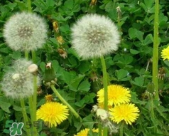 干蒲公英泡水喝的功效和禁忌,干蒲公英泡水喝的功效 干蒲公英泡水喝的功效和禁忌,干蒲公英泡水喝的功效