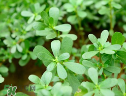马齿苋能治荨麻疹吗,马齿苋能治荨麻疹吗应该怎么治疗法