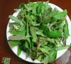 曲曲菜的功效和作用图片,曲曲菜的功效和禁忌