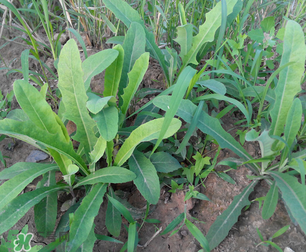 曲曲菜介绍,曲曲菜是什么菜