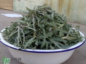 蒲公英长什么样子,蒲公英植物图片